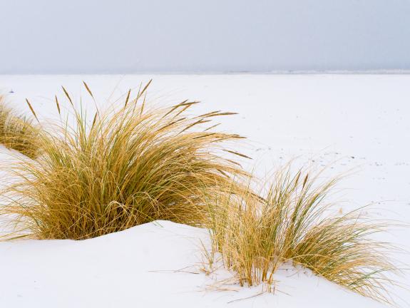 Strandhafer unter der Schneedecke