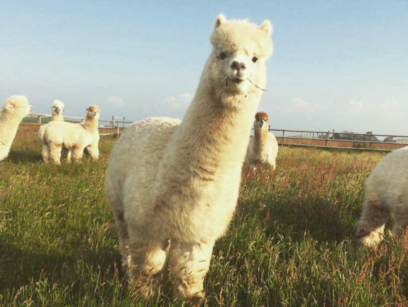 Alpaka Langeoog