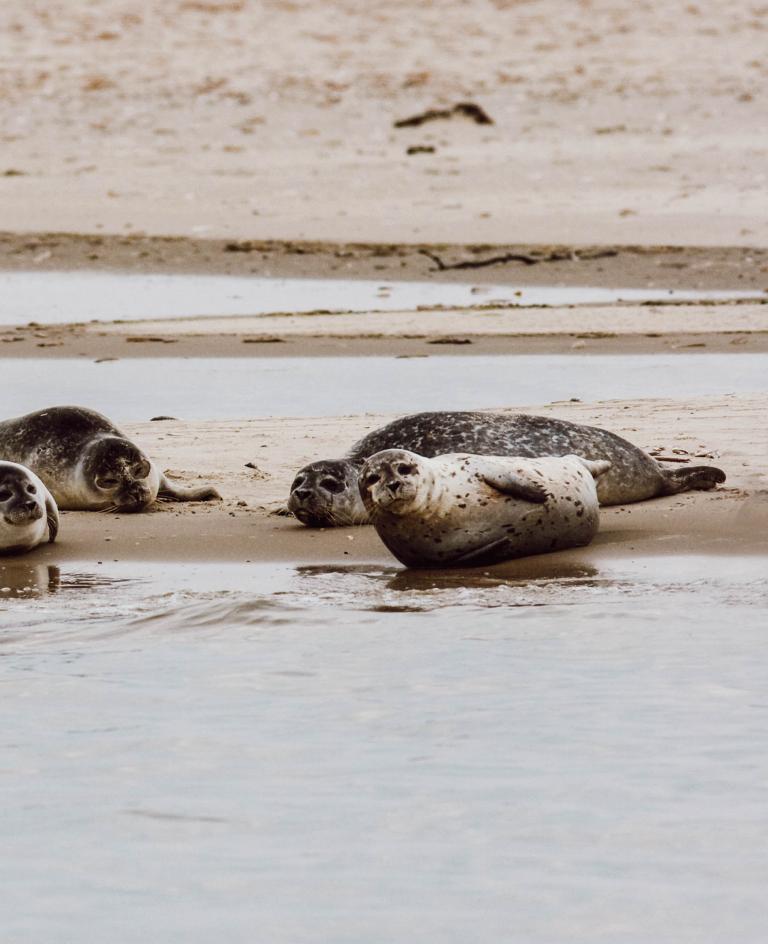 Seehunde auf ihren Liegeplätzen am Osterhook