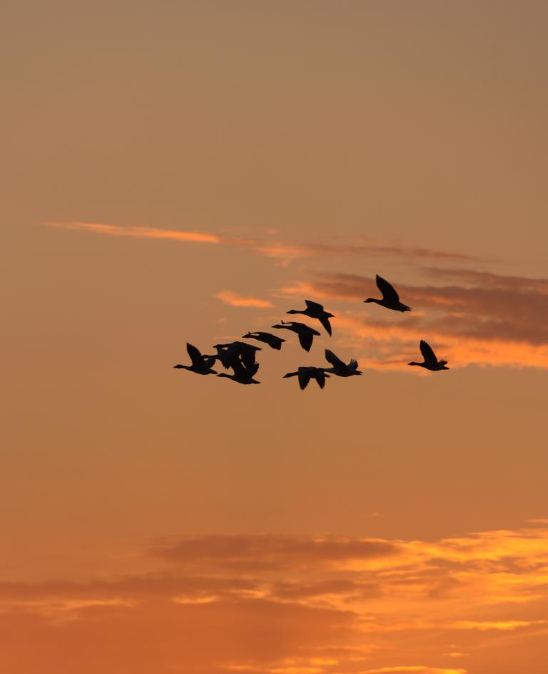Durchzug der Wildgänse am Herbsthimmel