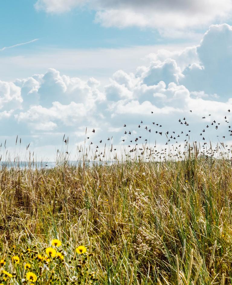 Blick von der Melkhörndüne