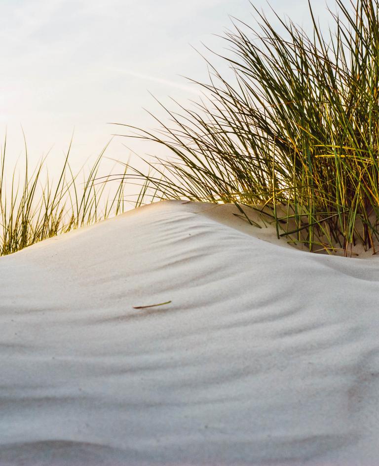Düne mit Strandgras