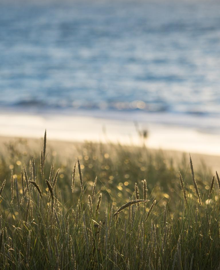 Dünengras, Strand, Brandung