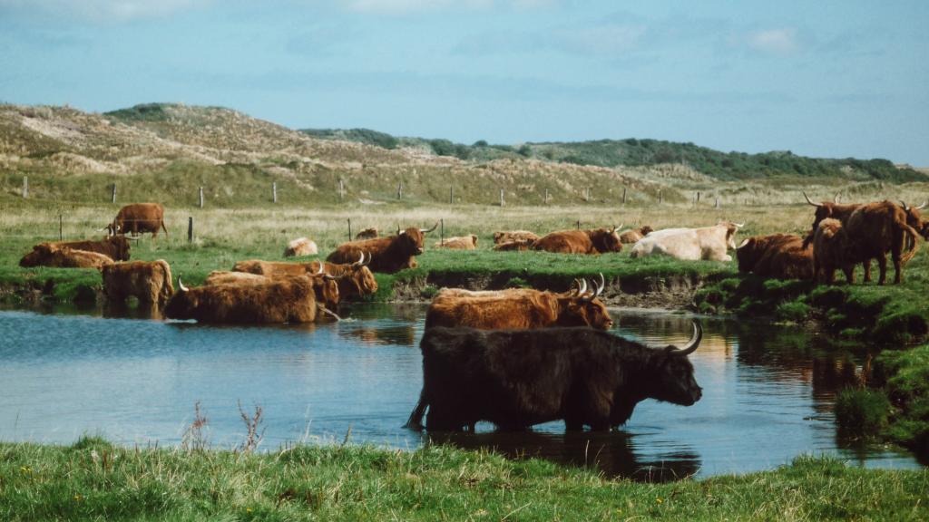 Hochlandrinder weiden auf Langeoog