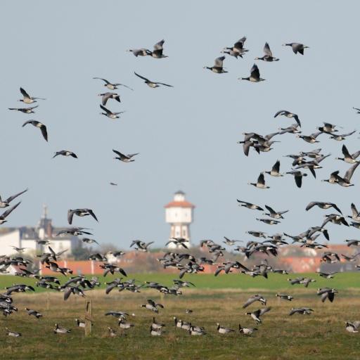 Nonnengänse steigen vor dem Langeooger Wasserturm auf